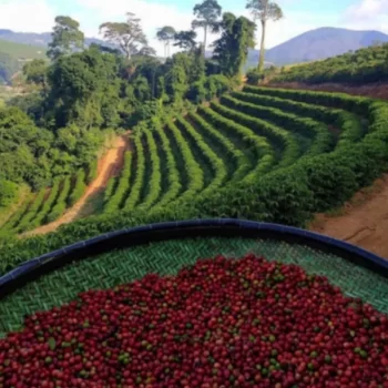 Karagwe coffee farm highland