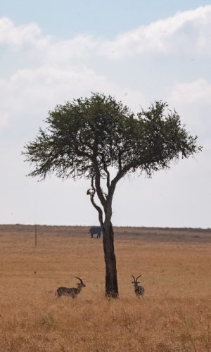 P1199217