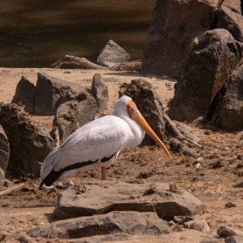 jpeg-optimizer_P1198870