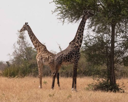 jpeg-optimizer_P1198911