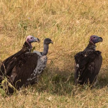 jpeg-optimizer_P1198965