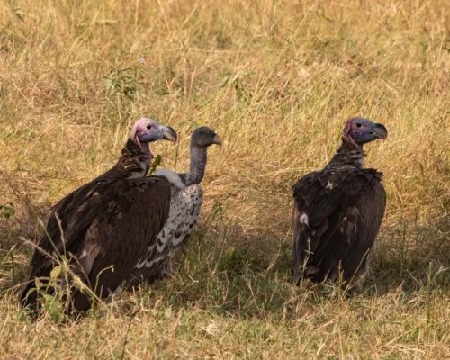 jpeg-optimizer_P1198965