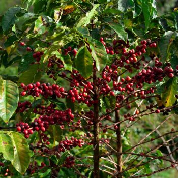 projeto-cafe-gato-mourisco-wg_9DiU1mSk-unsplash