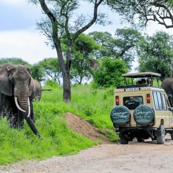Soraya Elephant Safari